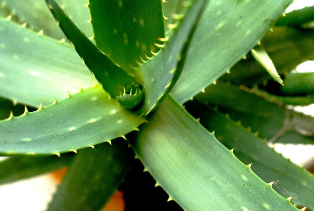 Aloe para potencia masculina