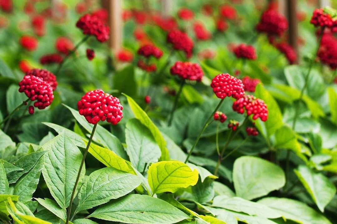 Ginseng herba medicinal para potenciar