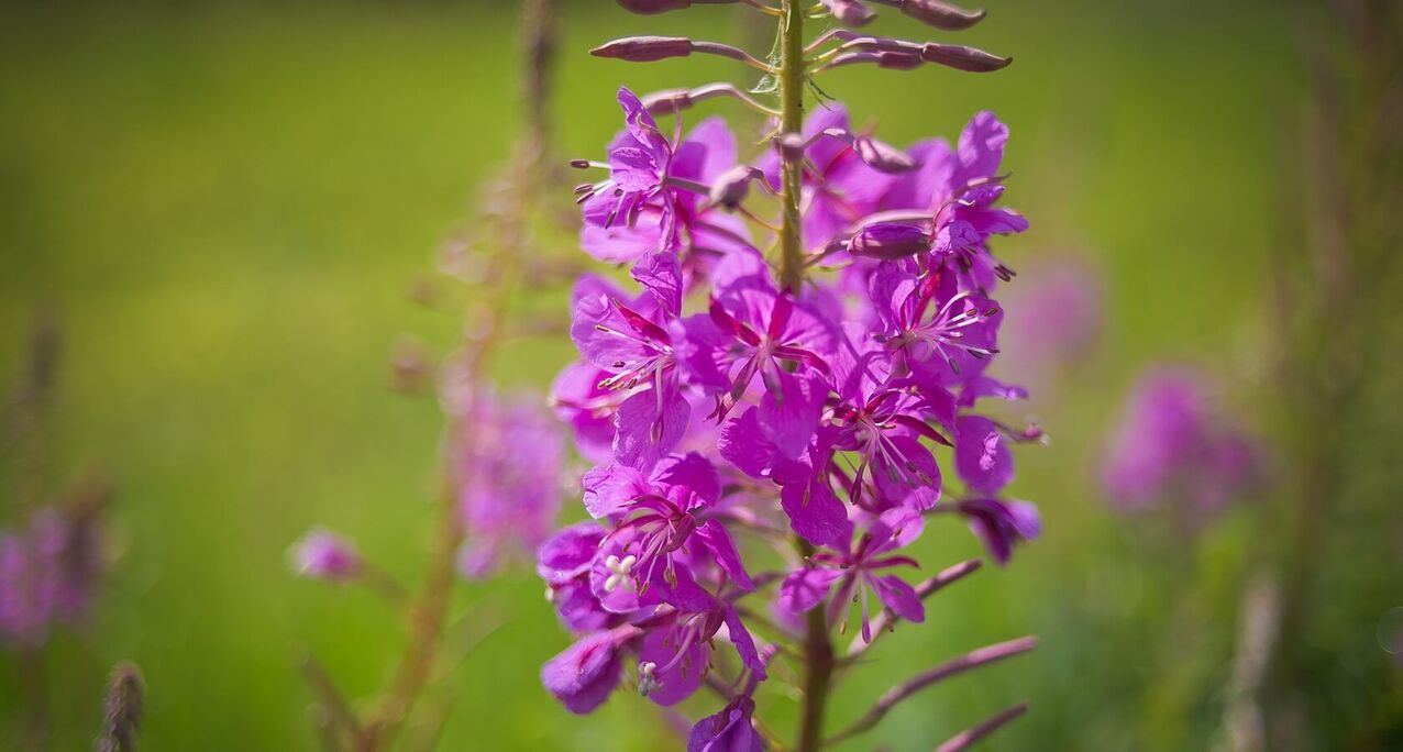 Willowherb para a saúde dos homes