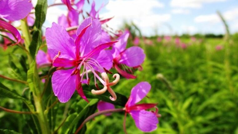 Inflorescencias de fireweed con beneficios innegables para os homes